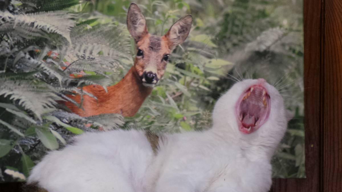 20120131_135430 | Auberge de la Canardiere EN CONGÉS jusqu’au 10/07/2025 Sainte-Marie-aux-Mines