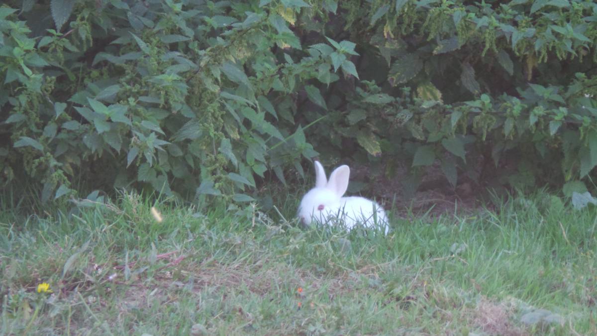 LA CANARDIERE S&#8217;EMPORTE POUR LE WEK-END DE  🐰🐰PÂQUES    🐇 🐇 Wintzenheim
