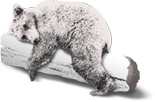 Gite : au repos de l&#8217;ours Wintzenheim